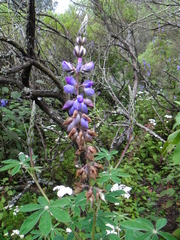 Lupinus elegans
