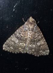 Condica aroana
