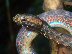Common Mock Viper photo 4