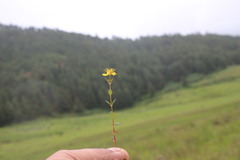 Hypericum elodeoides