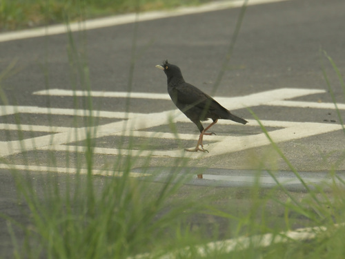 Crested Myna (Acridotheres cristatellus), photo 10