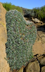 Euphorbia loricata