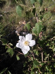 Rubus trilobus