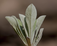 Antennaria neglecta