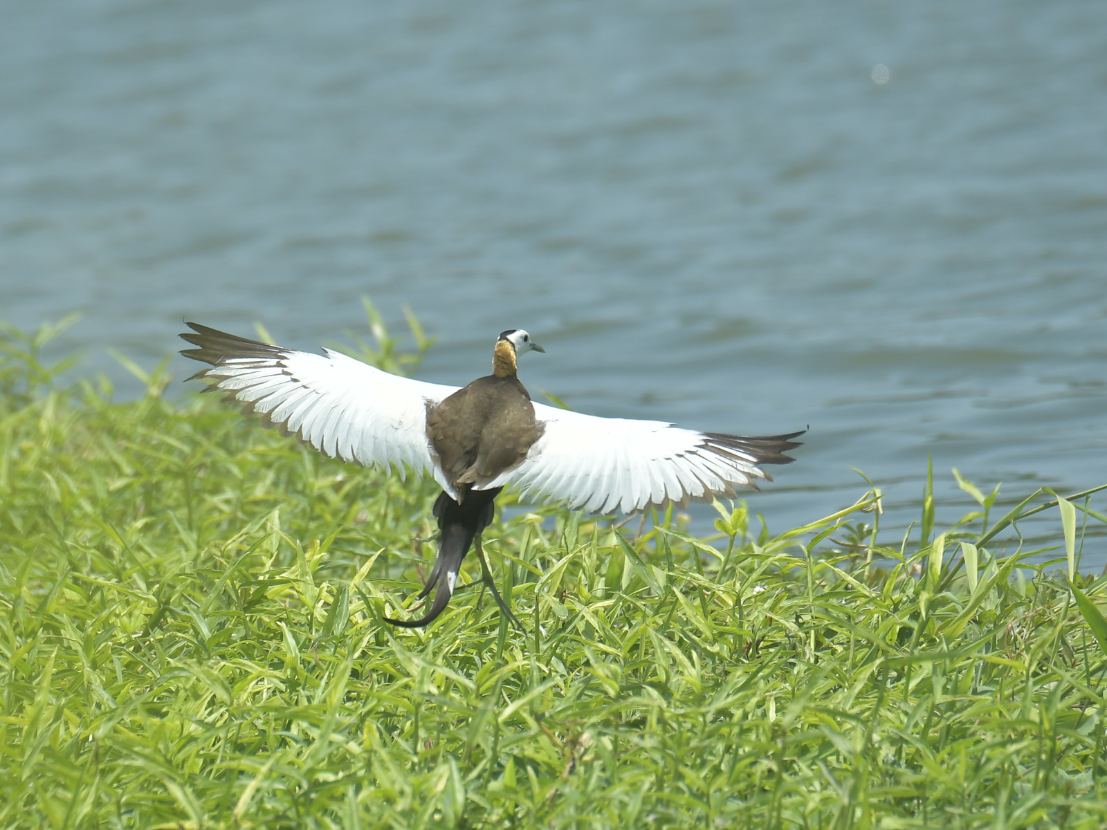 Pheasant-tailed Jacana (Hydrophasianus chirurgus)