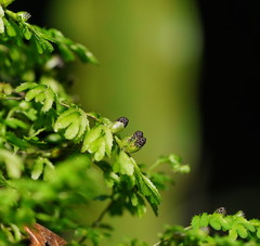 Hymenophyllum cupressiforme