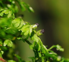 Hymenophyllum cupressiforme