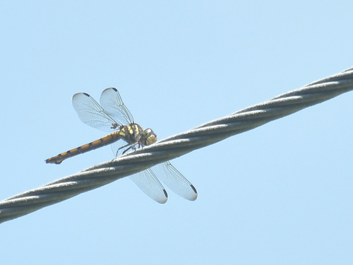 Swampwatcher photo 5