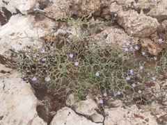 Limonium cancellatum