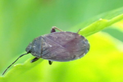 Pyrrhocoris sinuaticollis