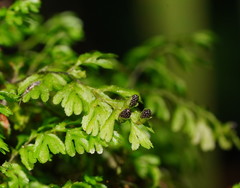 Hymenophyllum cupressiforme