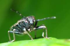 Pyrrhocoris sinuaticollis
