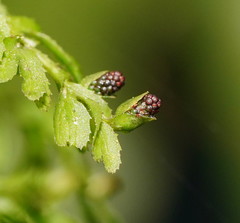 Hymenophyllum cupressiforme
