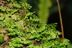Hymenophyllum cupressiforme
