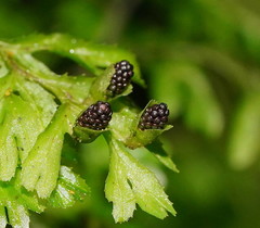 Hymenophyllum cupressiforme