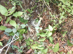Porophyllum ruderale