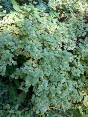 Ribes uva-crispa