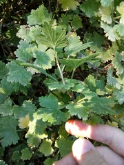 Ribes uva-crispa