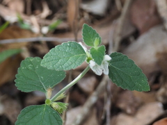 Leucas decemdentata
