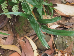 Lindsaea ensifolia