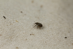 Tychius meliloti