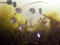 Prionurus maculatus