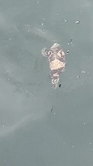 Epinephelus lanceolatus