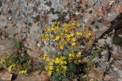 Patrinia intermedia