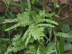Pteris heteromorpha