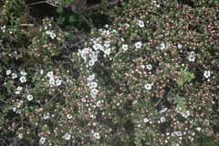 Cotoneaster microphyllus