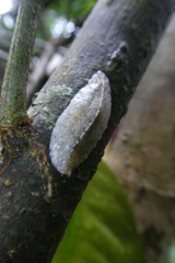 Veronicellidae