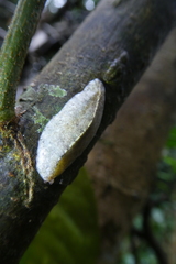 Veronicellidae