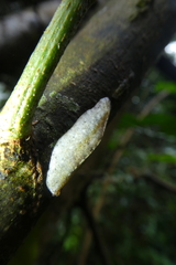 Veronicellidae