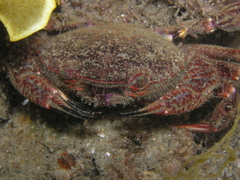 Nectocarcinus integrifrons