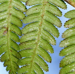 Cyathea cunninghamii