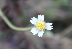 Tridax procumbens