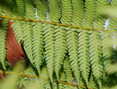 Cyathea cunninghamii