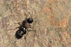 Ronisia barbarula