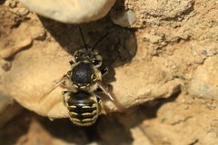 Anthidium cingulatum