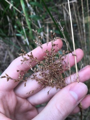 Juncus mollis