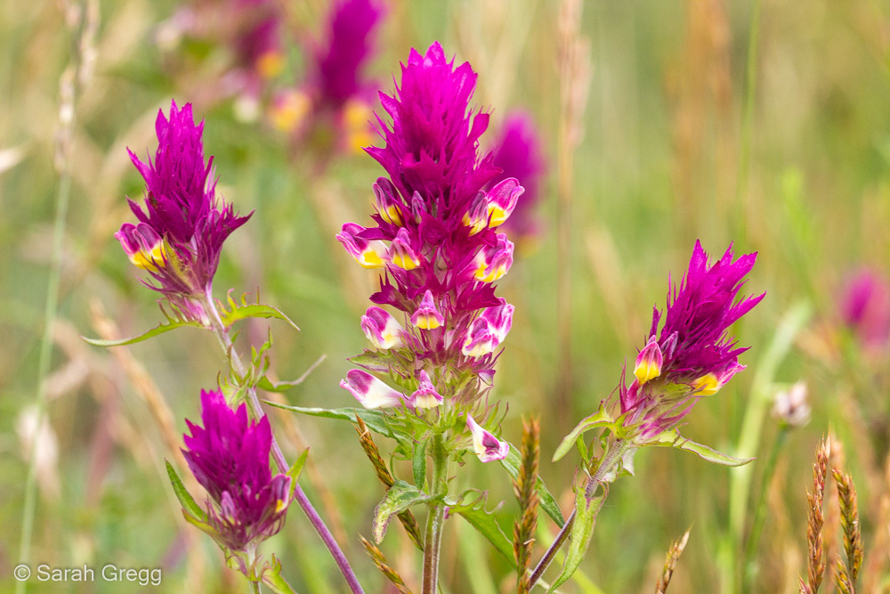 Melampyrum