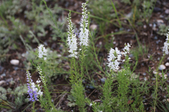 Veronica pinnata