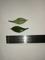 Syzygium luehmannii