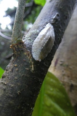 Veronicellidae