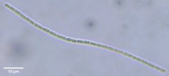 Pseudanabaena