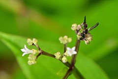 Parancistrocerus hongkongensis