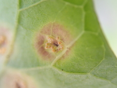 Puccinia convolvuli