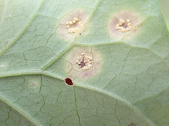 Puccinia convolvuli