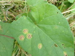 Puccinia convolvuli