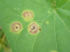 Puccinia convolvuli